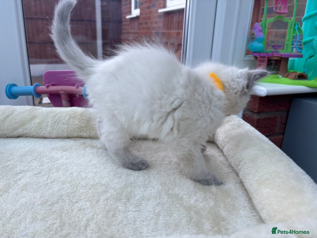 Ragdoll cats for sale: **Gorgeous Ragdolls**  - Advert 11