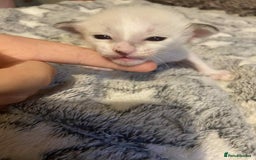 Oriental cats for sale:  GCCF Oriental Kittens For Sale - Image 7