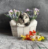 Chow Chow dogs - Advert 2