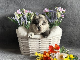 Chow Chow dogs - Advert 3