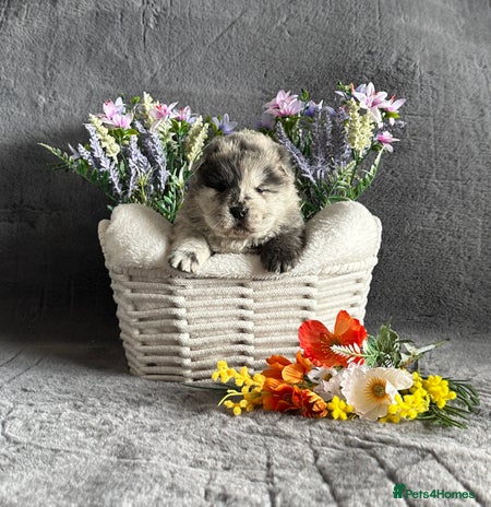 Chow Chow dogs - Advert 1