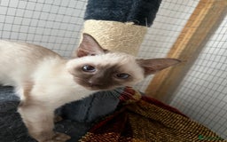 Siamese cats for sale: Siamese chocolate kittens - Image 8