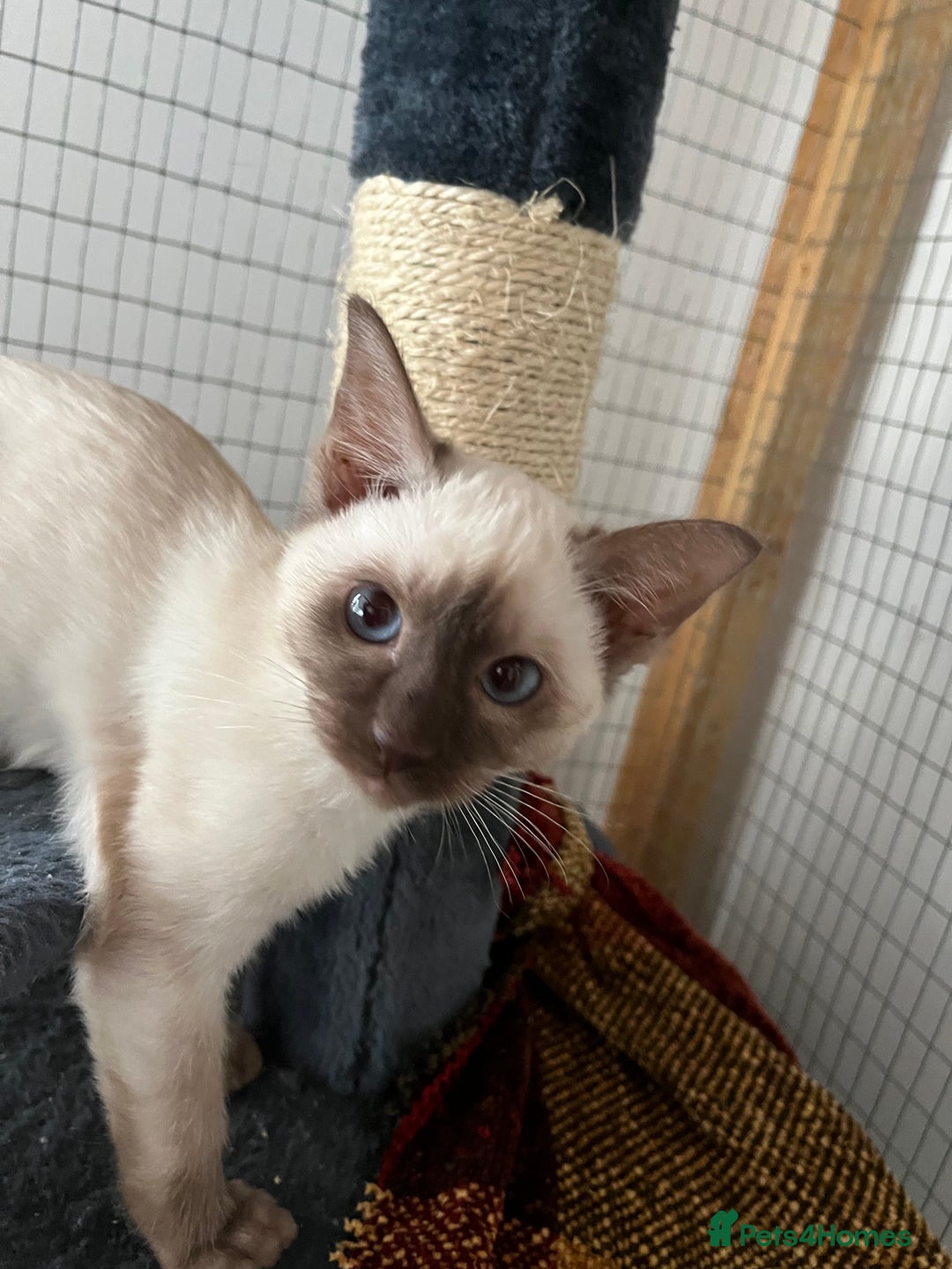 Siamese cats for sale: Siamese chocolate kittens - Image 8