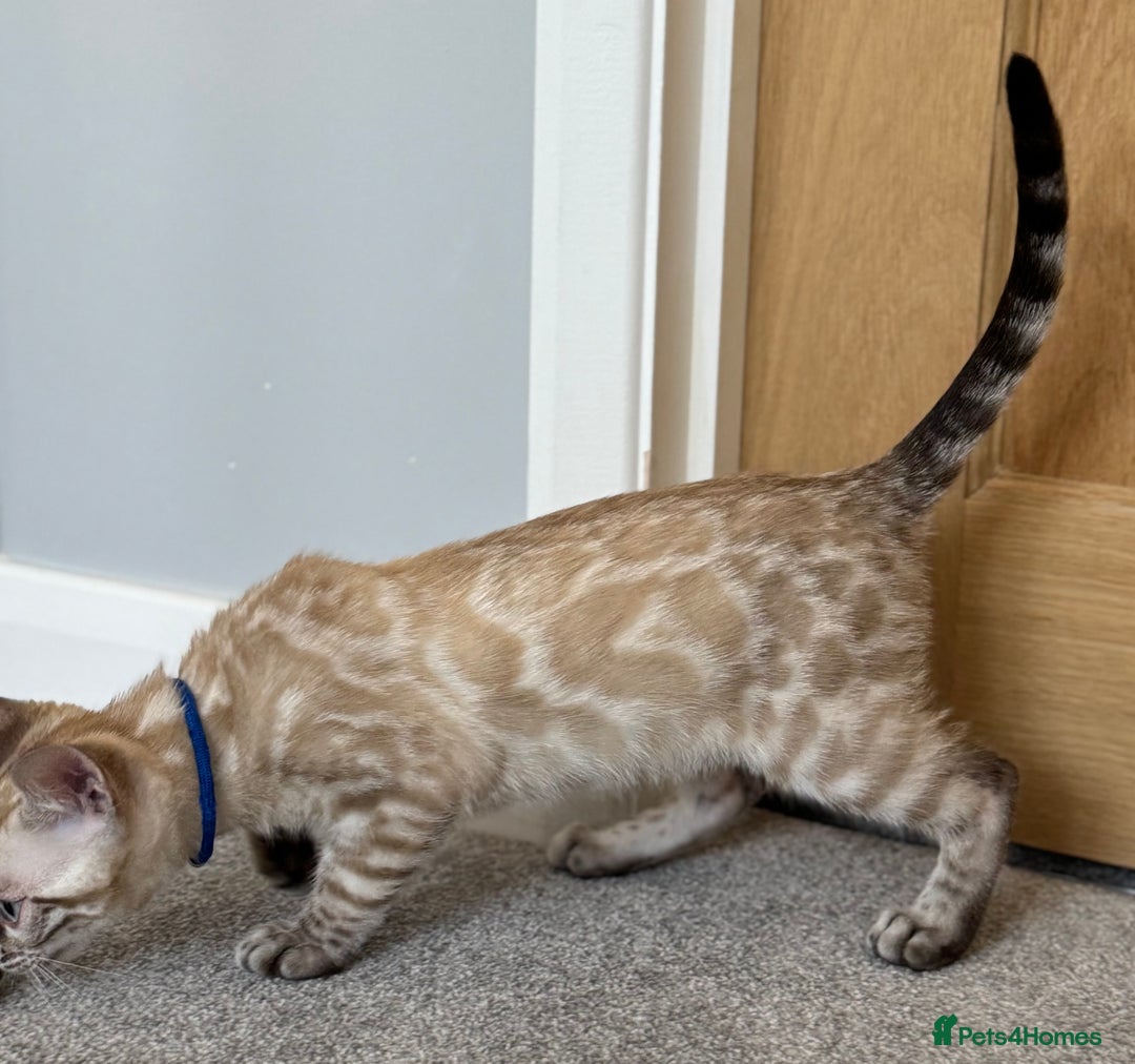 Bengal cats for sale: 💙Exceptional Lynx💙 Male Bengal TICA Reg - Image 5