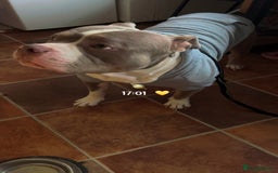 American Bully dogs for sale: Male American bully  - Image 10