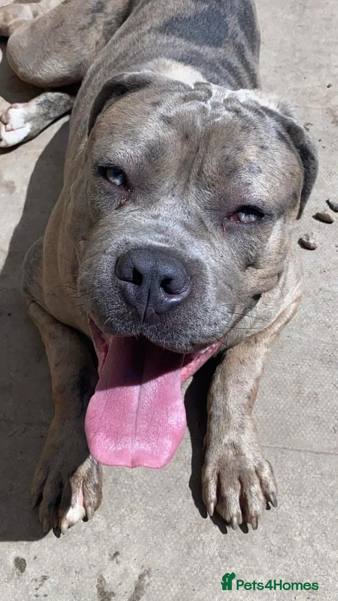 Cane Corso dogs for sale: Cane corso champion bloodline pups  - Advert 28