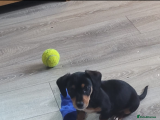 Mixed Breed dogs - Advert 5