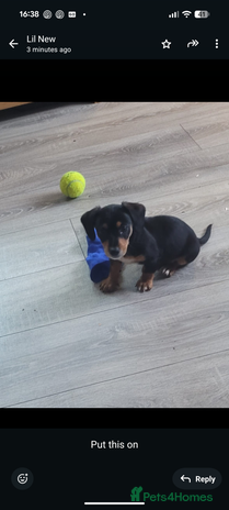 Mixed Breed dogs - Advert 2