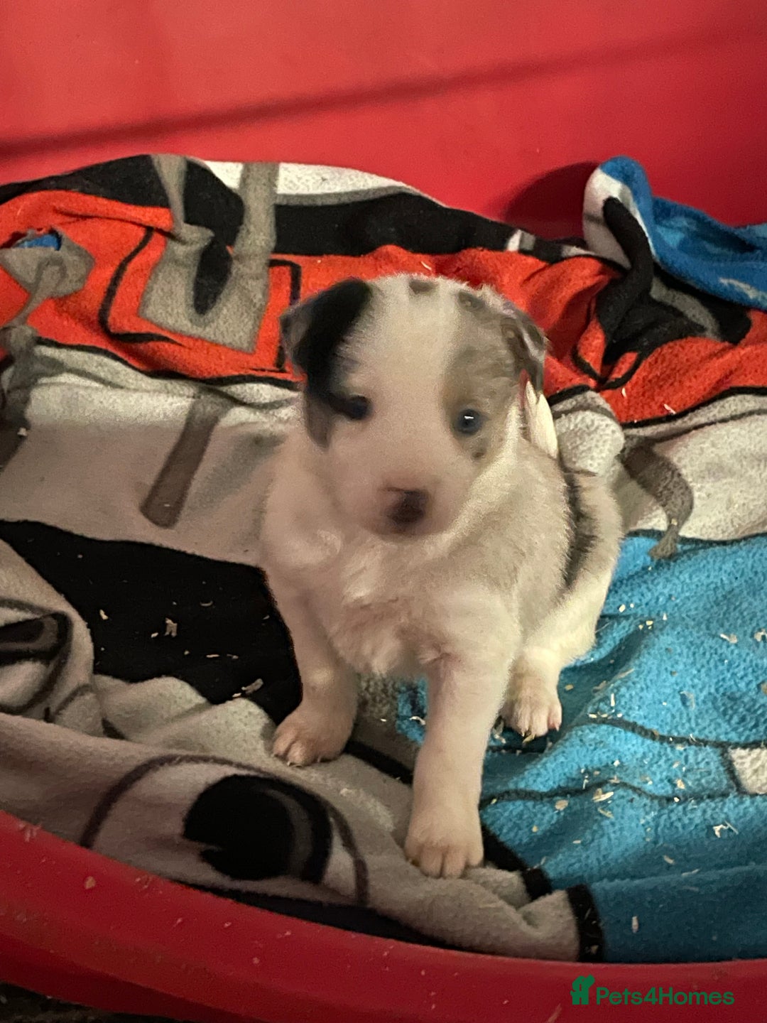 Border Collie dogs for sale: Beautiful cheeky border collies for sale - Image 22