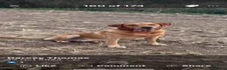 Labrador Retriever dogs for sale: Waiting list for LABRADOR  puppies - Advert 18