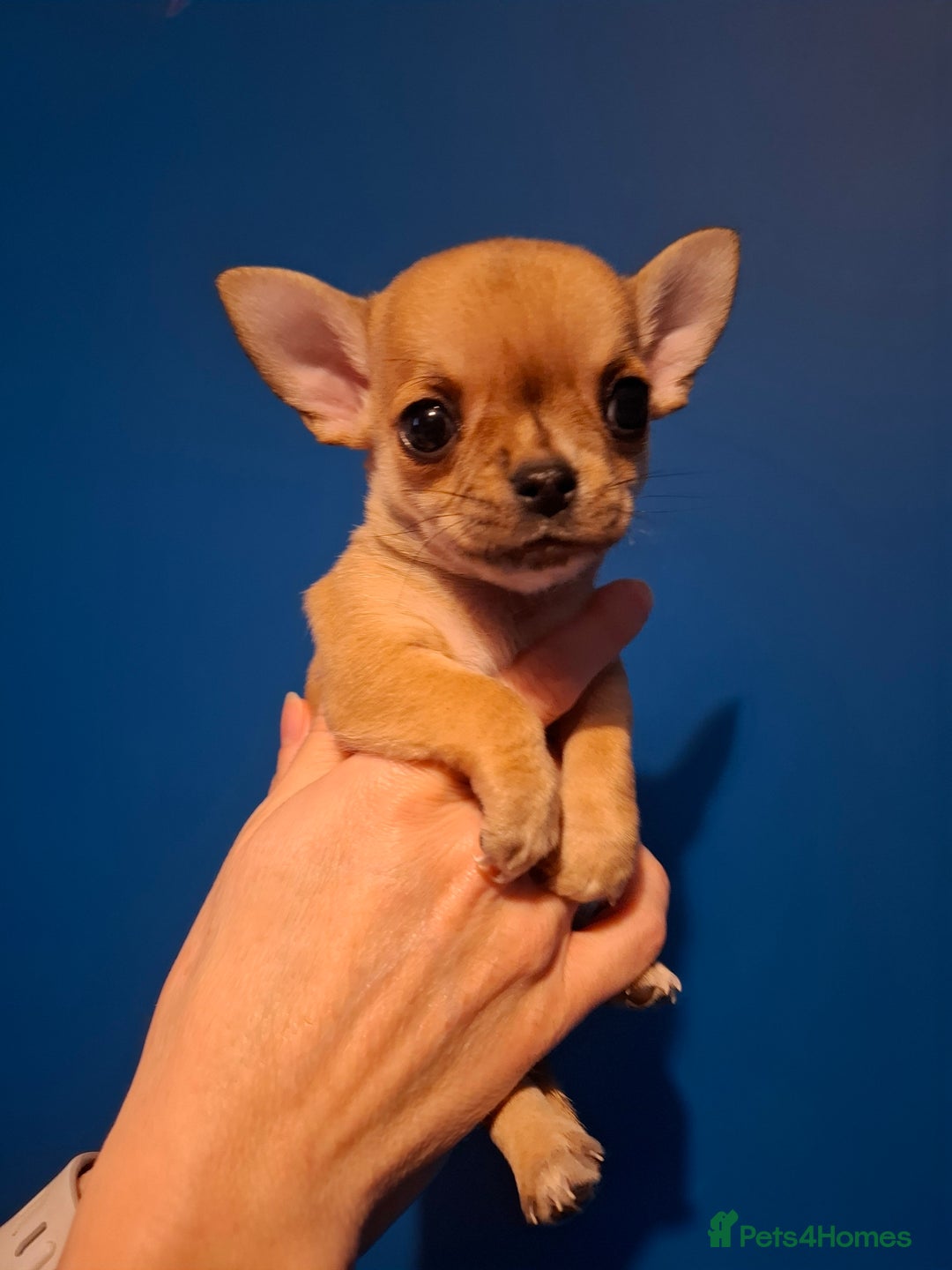 Chihuahua dogs for sale: Gorgeous Chihuahua puppies ❤️👑❤️ Bristol  - Advert 5