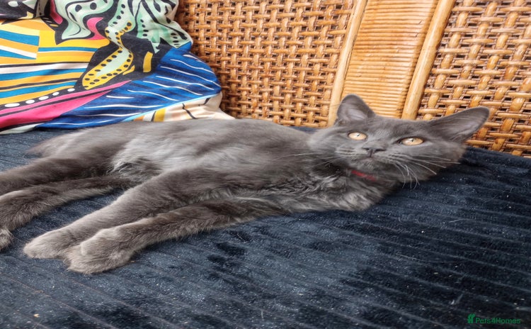 Maine Coon cats - Advert 11