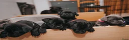 Staffordshire Bull Terrier dogs for sale: Blue & Black KC Staffie Puppies - Champ Bloodline - Advert 4