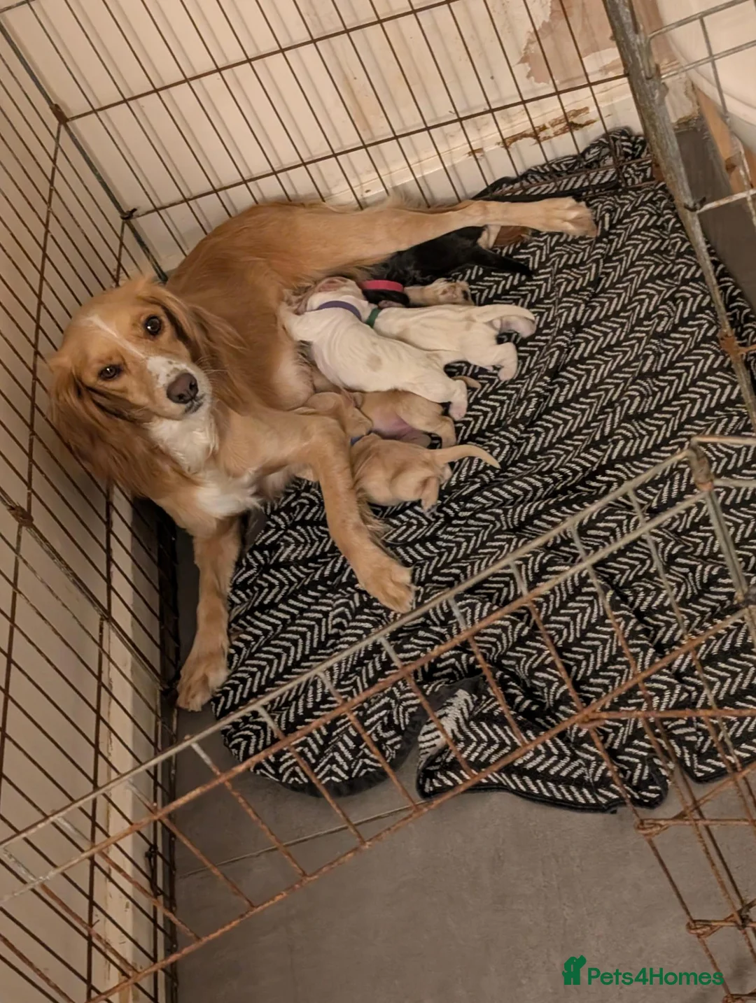Cocker Spaniel dogs for sale: Gorgeous cocker spaniel puppies🤍 - Advert 2