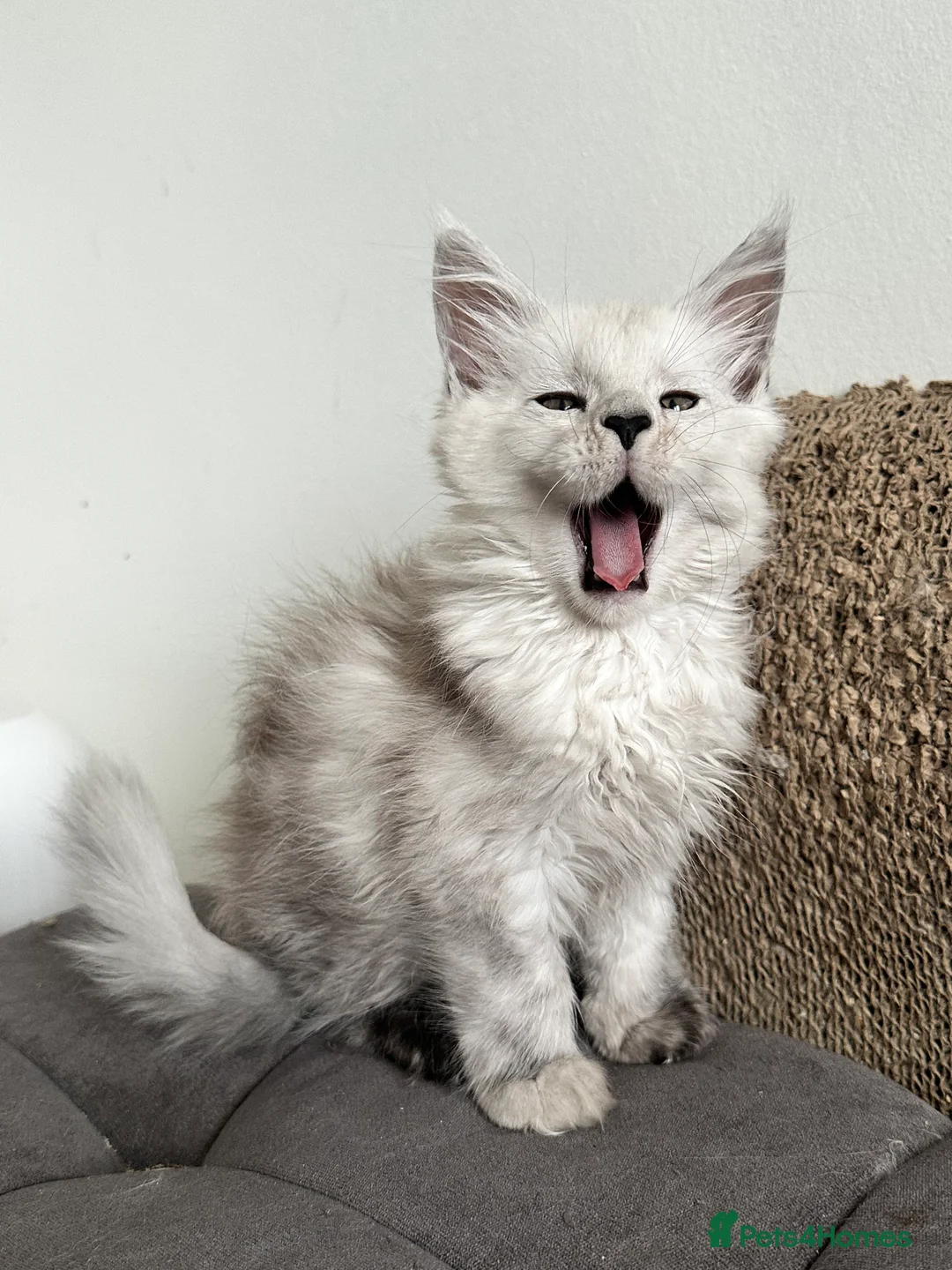 Maine Coon cats for sale: Tica registered Maine Coon kittens - Advert 7