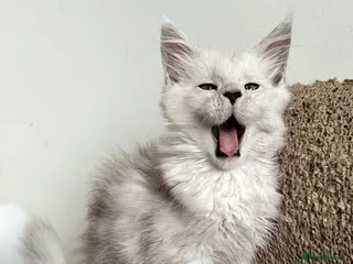 Maine Coon cats Tica registered Maine Coon kittens - Advert 5