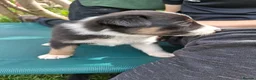 Border Collie dogs for sale: Stunning Collie puppies from working parents in Belper - Advert 13
