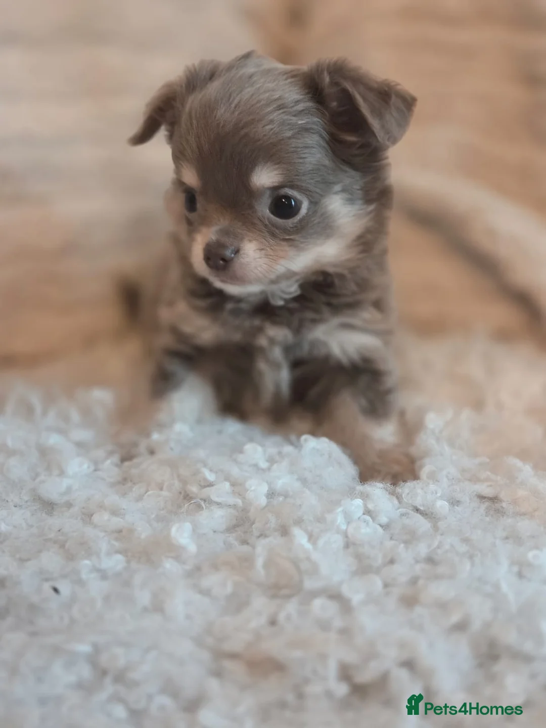 Chihuahua dogs for sale: Beautiful Merle Chihuahua babies - Advert 3