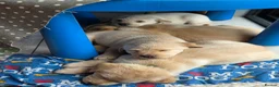 Labrador Retriever dogs for sale: 4 beautiful Labrador boys for family/work buddy in Aberaeron - Advert 8