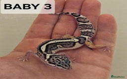Leopard Gecko reptiles for sale: Home bred leopard geckos  - Image 1