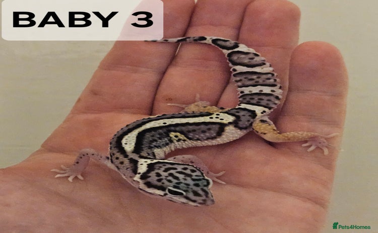 Leopard Gecko reptiles - Advert 1