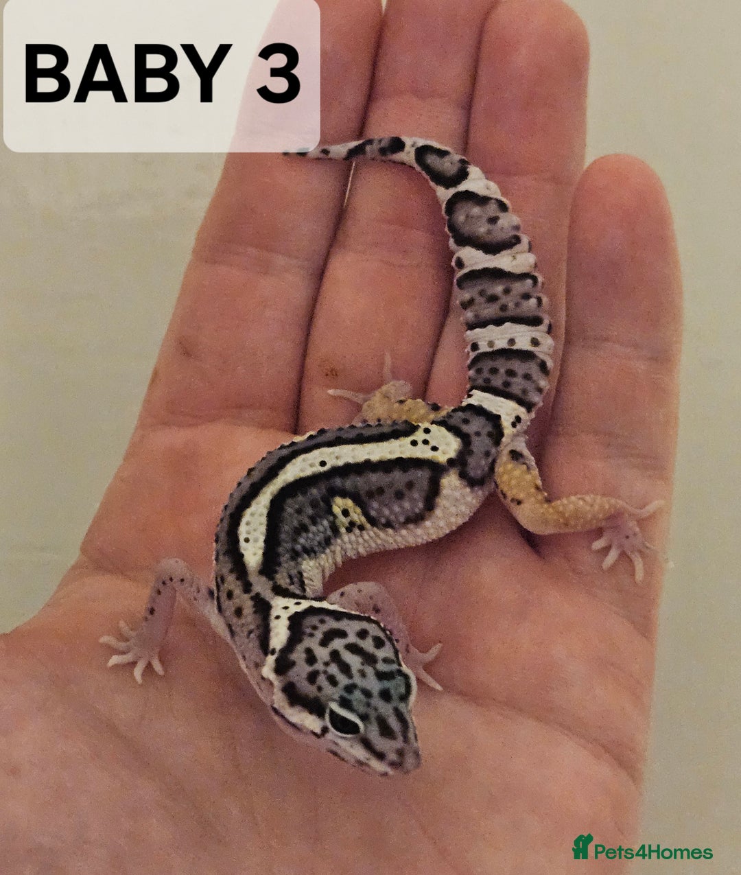Leopard Gecko reptiles for sale: Home bred leopard geckos  - Image 1
