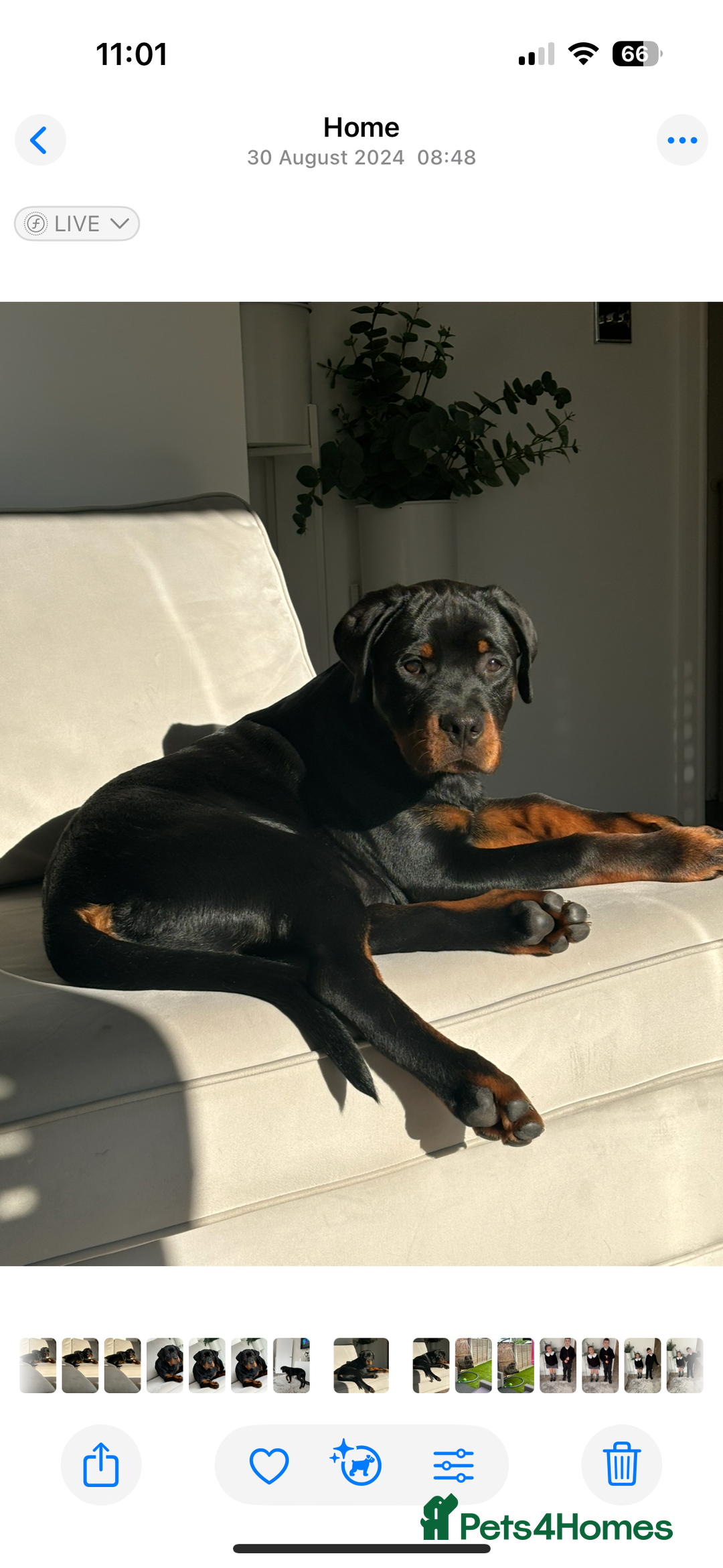 Rottweiler dogs for sale: Bear 2 year old Rottweiler  - Advert 8