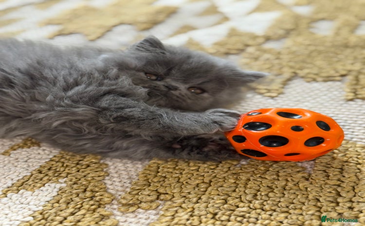 Persian cats - Advert 15