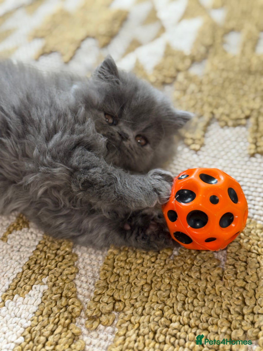 Persian cats for sale: Grand Champion Imperial Bloodlines Pedigree Kitten - Image 1
