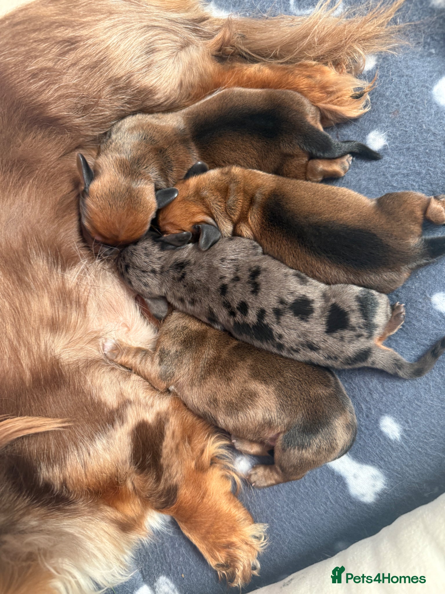 Miniature Dachshund dogs for sale: Beautiful dachshund pups only 2 left - Advert 12