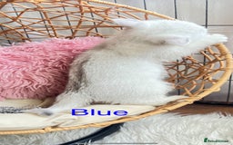 Scottish Fold cats for sale: 💞Beautiful Scottish Fold and Straight kittens🐾 - Image 21