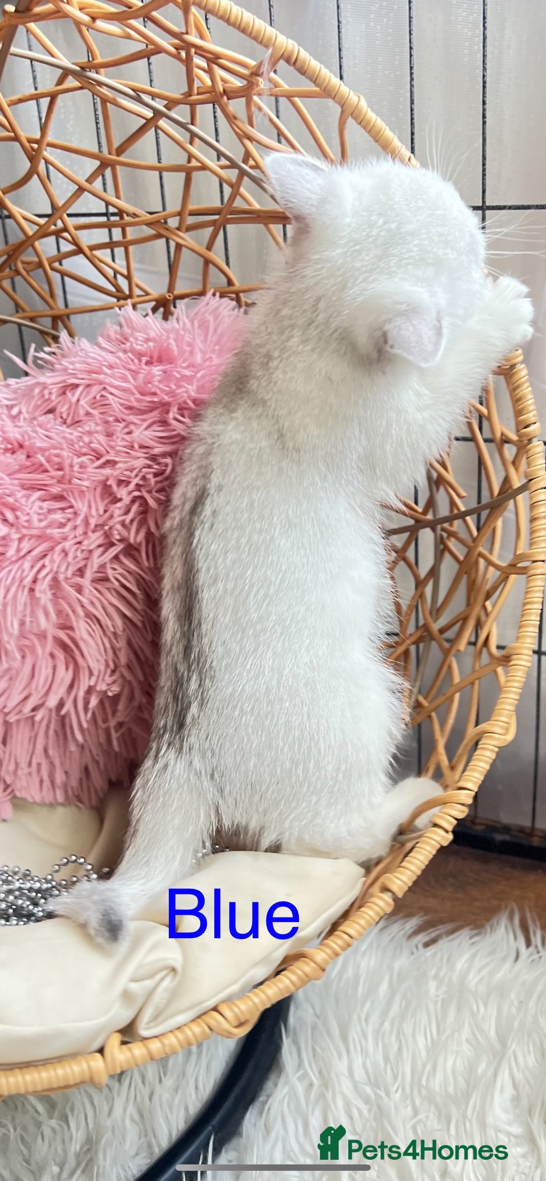 Scottish Fold cats for sale: 💞Beautiful Scottish Fold and Straight kittens🐾 - Image 21