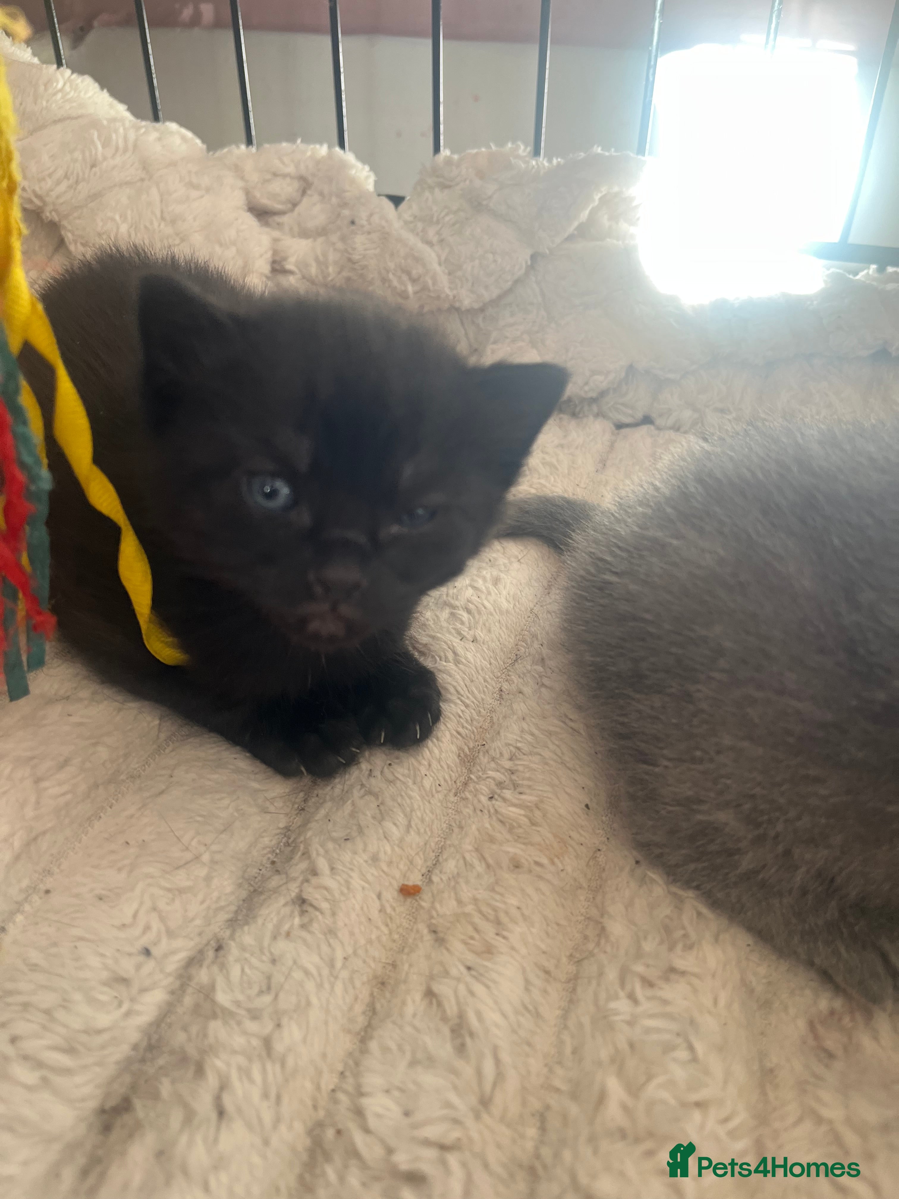 Mixed Breed cats 3 mixed kittens - Advert 1