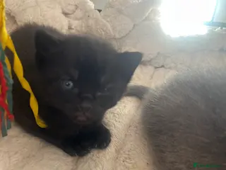 Mixed Breed cats 3 mixed kittens - Advert 1