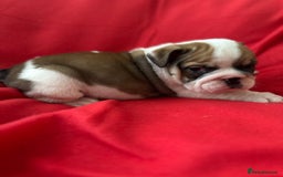 English Bulldog dogs for sale: KC Registered English Bulldog Puppies - Image 9