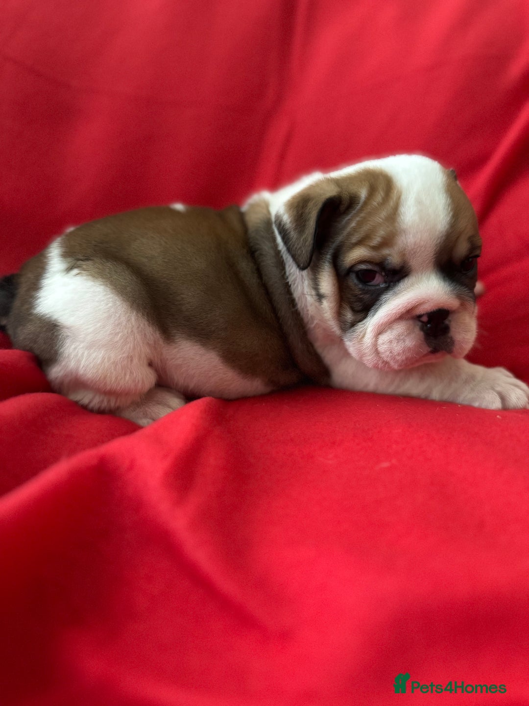 English Bulldog dogs for sale: KC Registered English Bulldog Puppies - Image 9