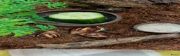 Snails invertebrates for sale: Albino Tiger Stripe Giant Snails & Full Setup - Advert 14