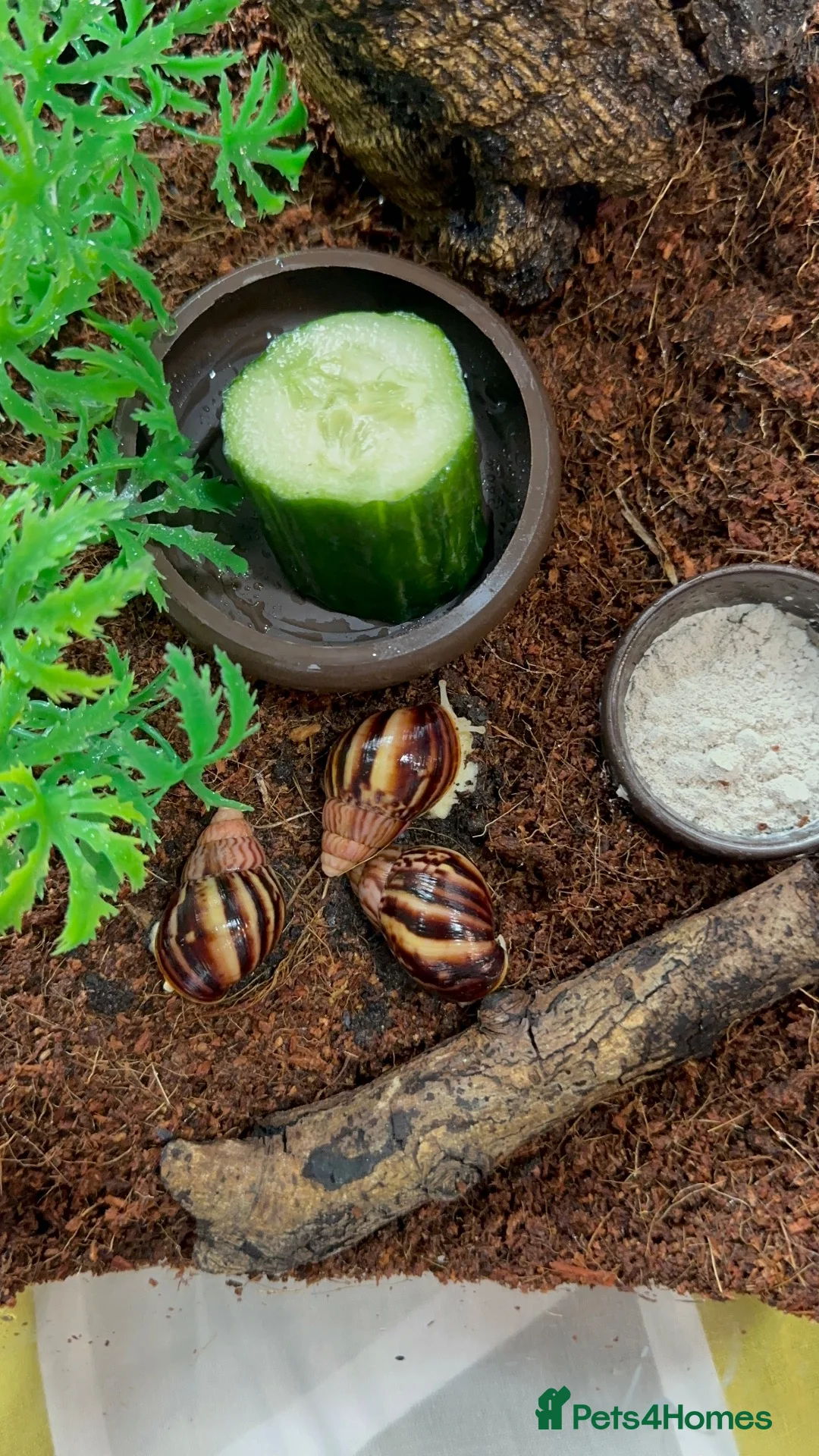 Snails invertebrates for sale: Albino Tiger Stripe Giant Snails & Full Setup - Advert 14