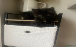 Mixed Breed cats for sale: 2 Black Fluffy Kittens (15wk old brothers) - Image 5