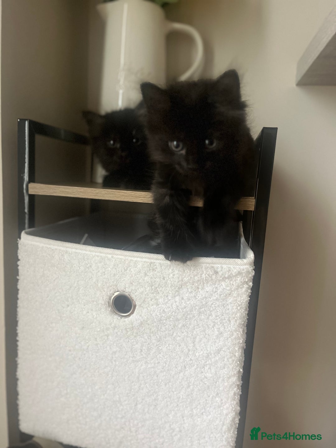 Mixed Breed cats for sale: 2 Black Fluffy Kittens (15wk old brothers) - Image 5