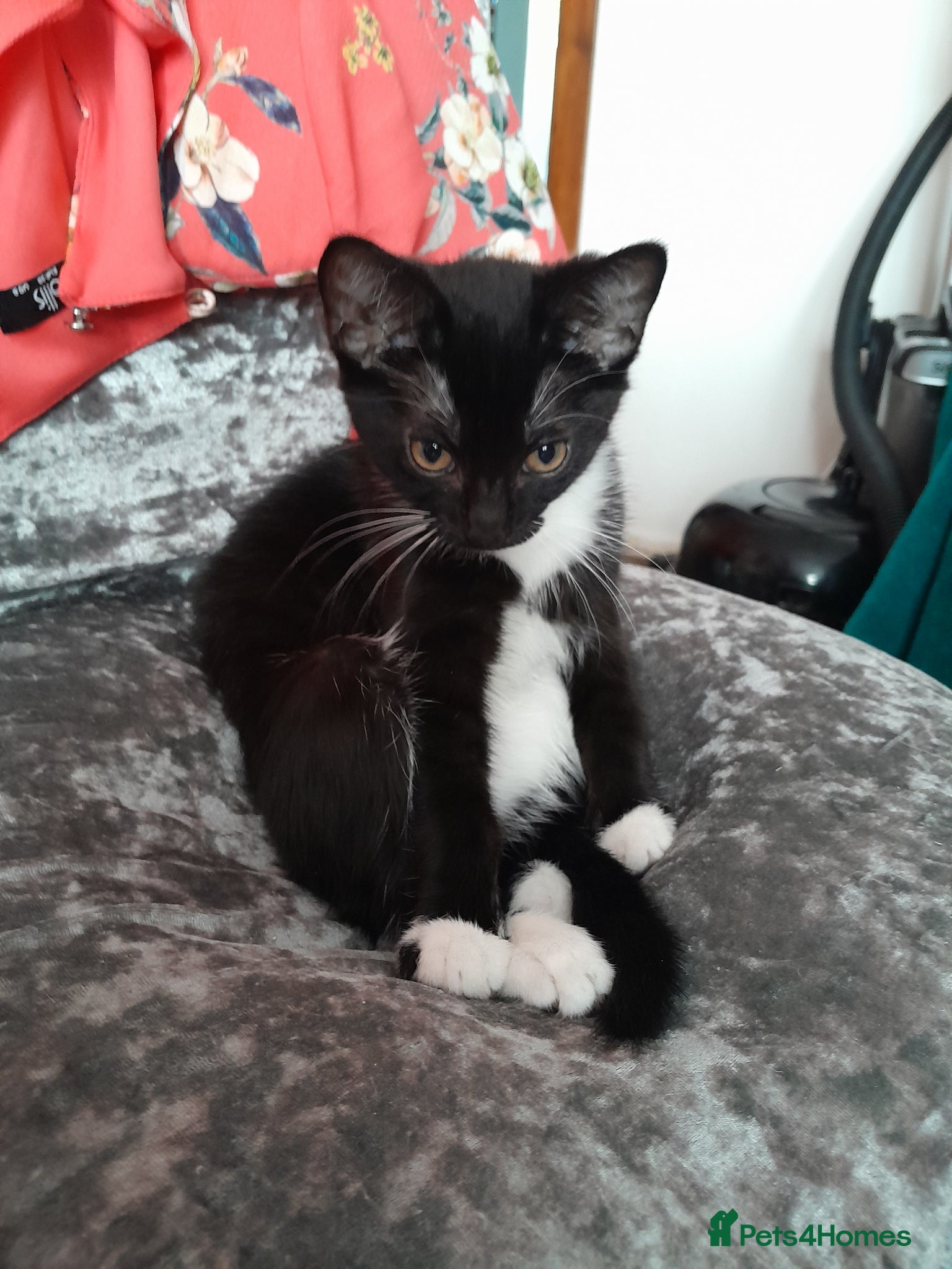British Shorthair cats Girl lovely black and white fluffy kitten - Advert 2
