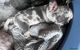 French Bulldog dogs for sale: Tri-colour Blue Merle Frenchie pups - Image 4
