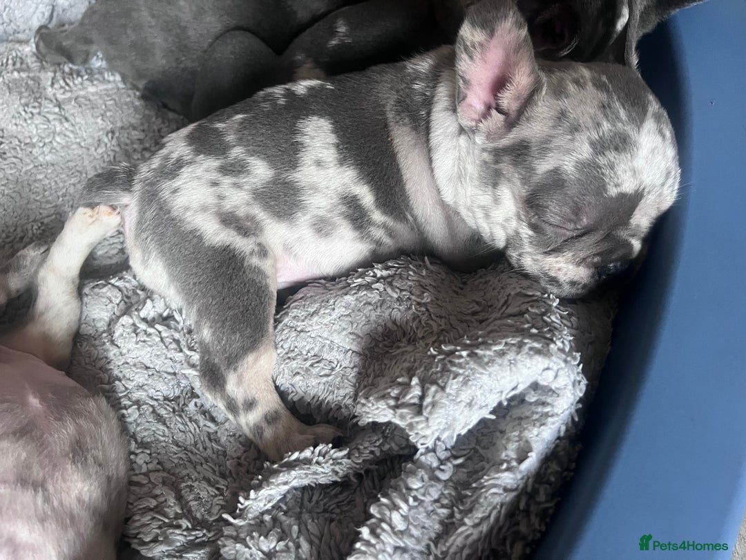 French Bulldog dogs for sale: Tri-colour Blue Merle Frenchie pups - Image 4