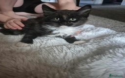 Ragdoll cats for sale: 5 female kittens looking for home - Image 3