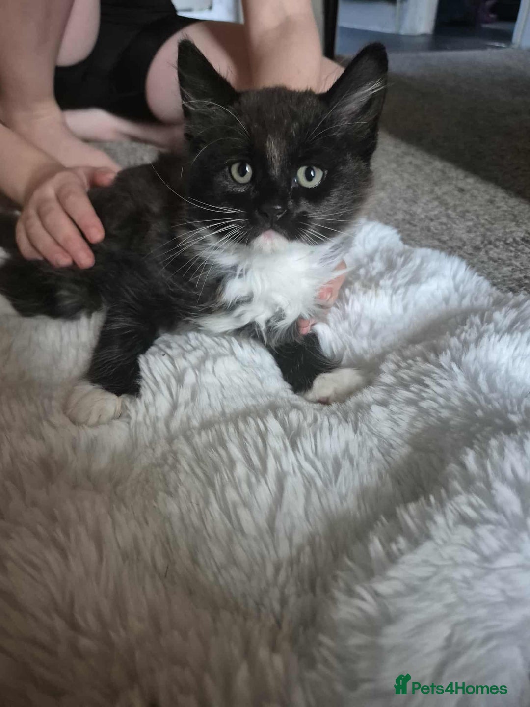 Ragdoll cats for sale: 5 female kittens looking for home - Image 3