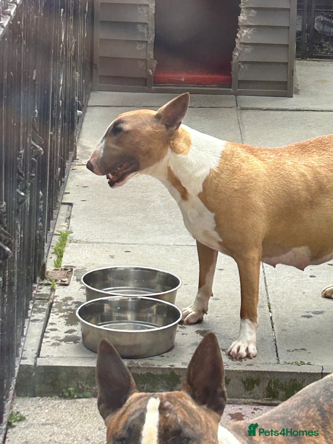 English Bull Terrier dogs for sale: KC English Bull Terrier puppies available  - Advert 3