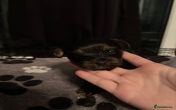 Yorkshire Terrier dogs for sale: Yorkshire terrier puppy  - Advert 10