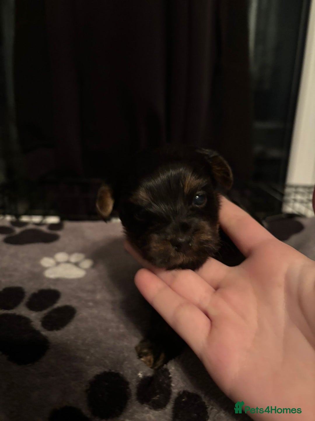 Yorkshire Terrier dogs for sale: Yorkshire terrier puppy  - Advert 10