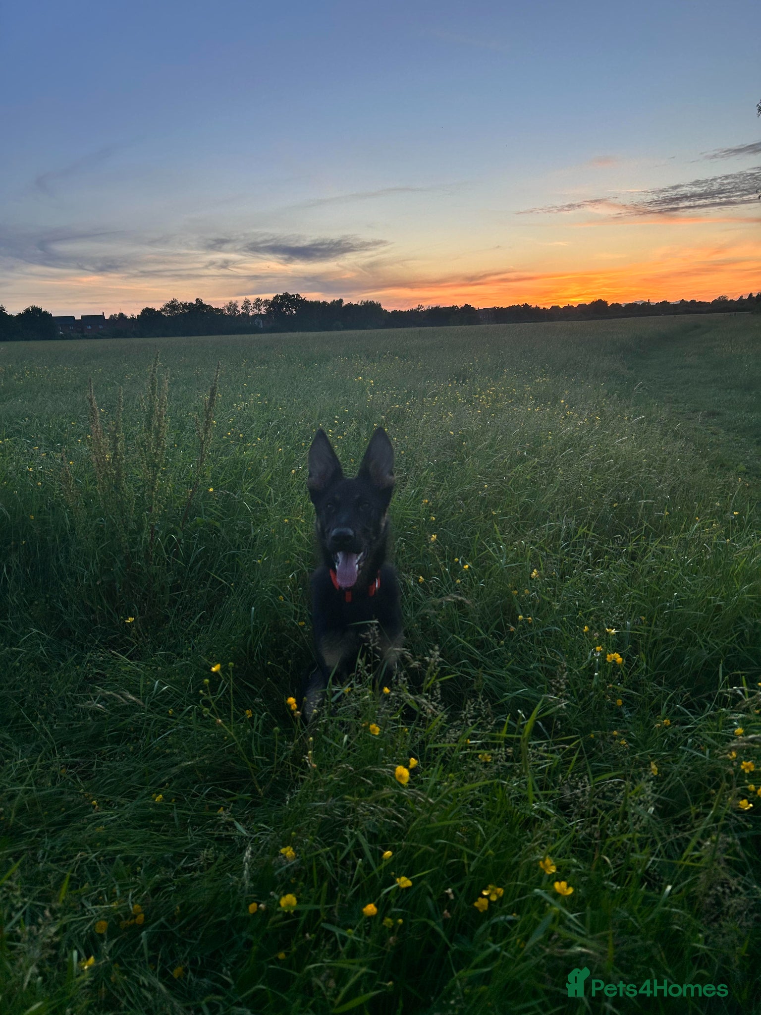 German Shepherd dogs for sale: 9 Month German Shepherd Rehoming - Advert 4