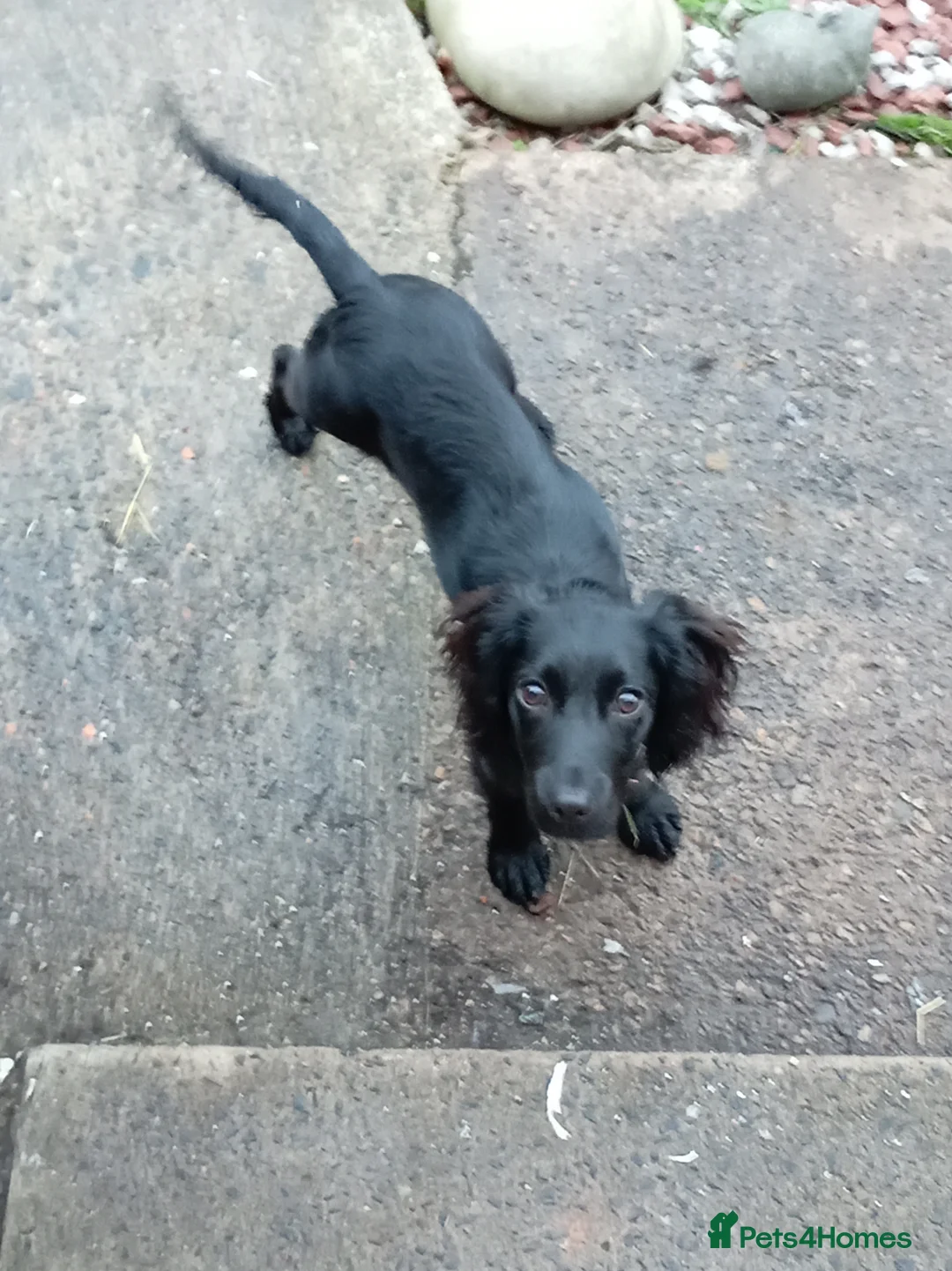 Cocker Spaniel dogs for sale: Cocker spaniel pup  - Advert 10